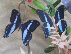 Papilio nireus