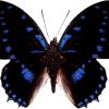 Charaxes ameliae
