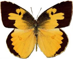 Zerene cesonia