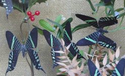 Urania leilus
