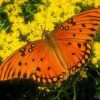 Gulf Fritillary