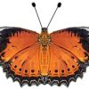 Chethosia Penthesilea