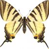 Iphiclides podalirius