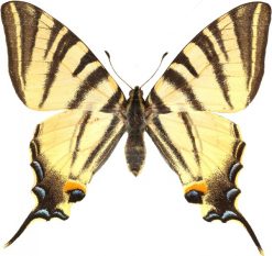 Iphiclides podalirius