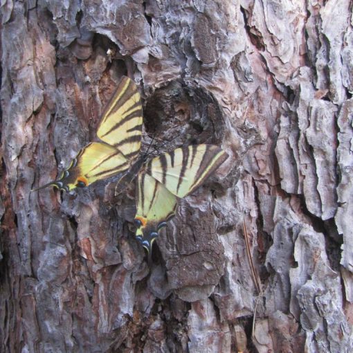Iphiclides podalirius - immagine 3