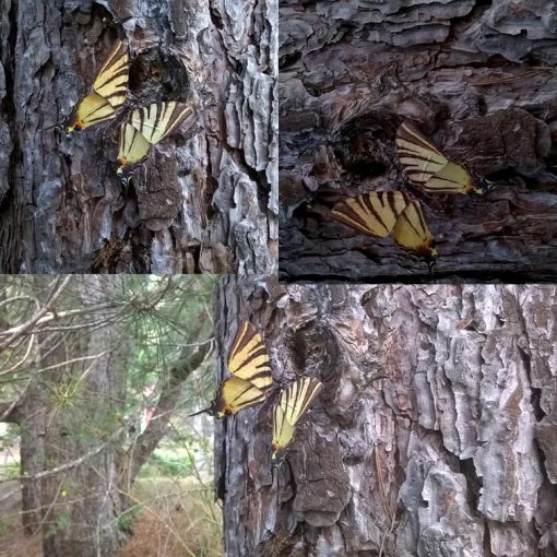 Iphiclides podalirius - immagine 4