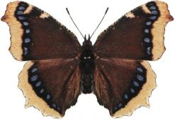 Nymphalis antiopa