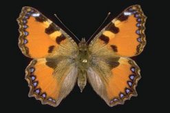 Aglais ichnusa