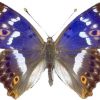 Apatura ilia
