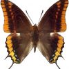 Charaxes jasius