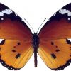 Danaus chrysippus