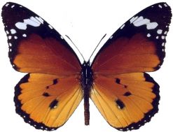 Danaus chrysippus