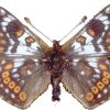 Euphydryas cynthia