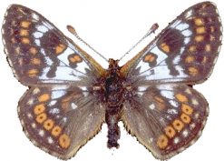 Euphydryas cynthia