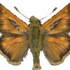 Hesperia comma