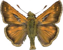 Hesperia comma