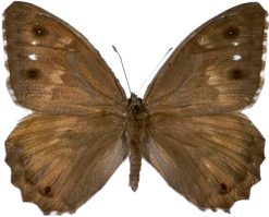 Hipparchia fidia