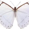 Morpho laertes