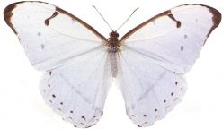 Morpho laertes