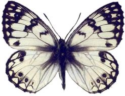 Melanargia arge