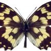 Melanargia galathea