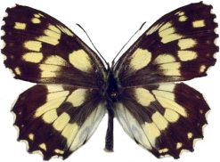 Melanargia galathea