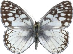 Melanargia pherusa