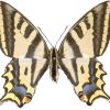 Papilio alexanor