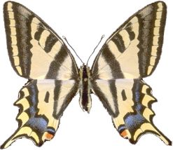 Papilio alexanor