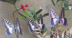 Papilio hospiton