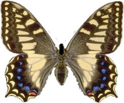 Papilio hospiton