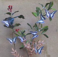 Papilio machaon