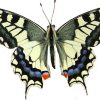 Papilio machaon