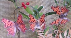 Polygonia c-album