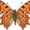 Polygonia c-album