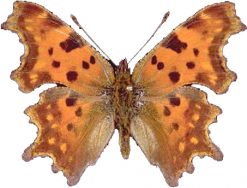 Polygonia c-album