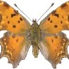 Polygonia egea