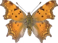 Polygonia egea