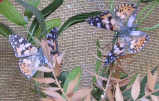 Vanessa cardui