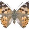 Vanessa cardui