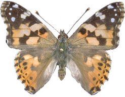 Vanessa cardui