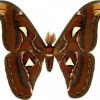 Attacus atlas