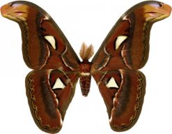 Attacus atlas