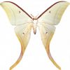 Actias selene