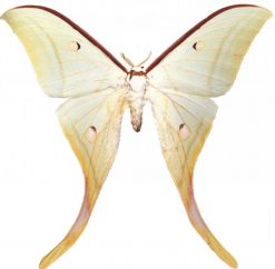 Actias selene