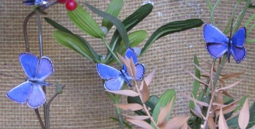 Lycaeides abetonica