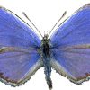 Lycaeides abetonica