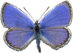 Lycaeides abetonica