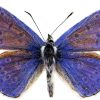 Polyommatus icarus
