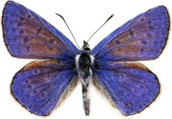 Polyommatus icarus